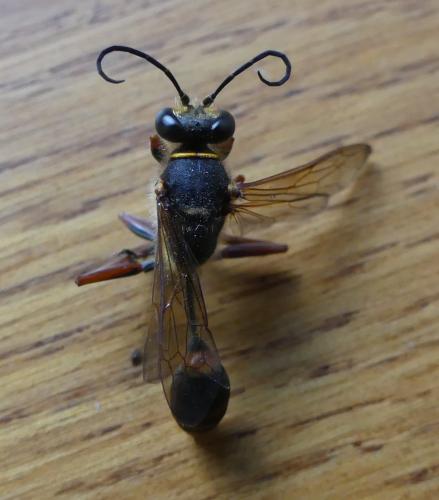 Réf. 204 630 : Sceliphron curvatum